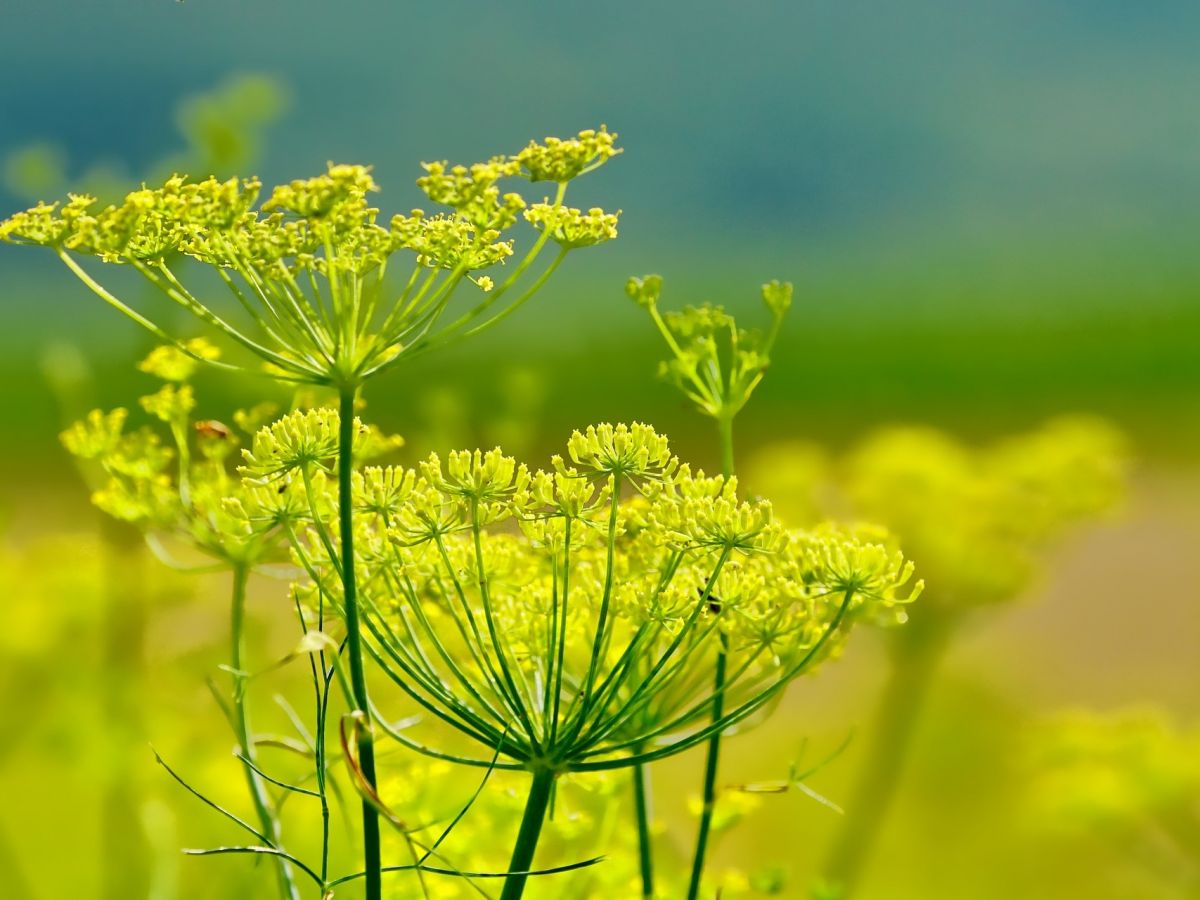 Der tiefwurzelnde Fenchel soll den flachwurzelnden Weizen mit Wasser aus tieferen Bodenschichten versorgen - hier: eine Blüte des Fenchels. (Bildquelle: © Schwoaze / Pixabay)