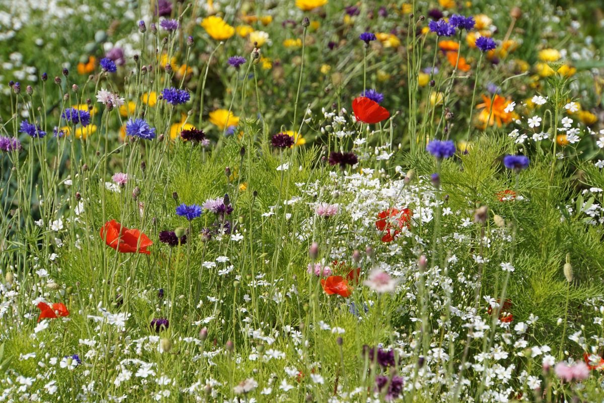 Bunte Vielfalt: Wildblumenwiesen wie diese, bieten vielen Insektengruppen Nahrung und Unterschlupf. (Bildquelle: © Cunigunde/Pixabay/CC0)