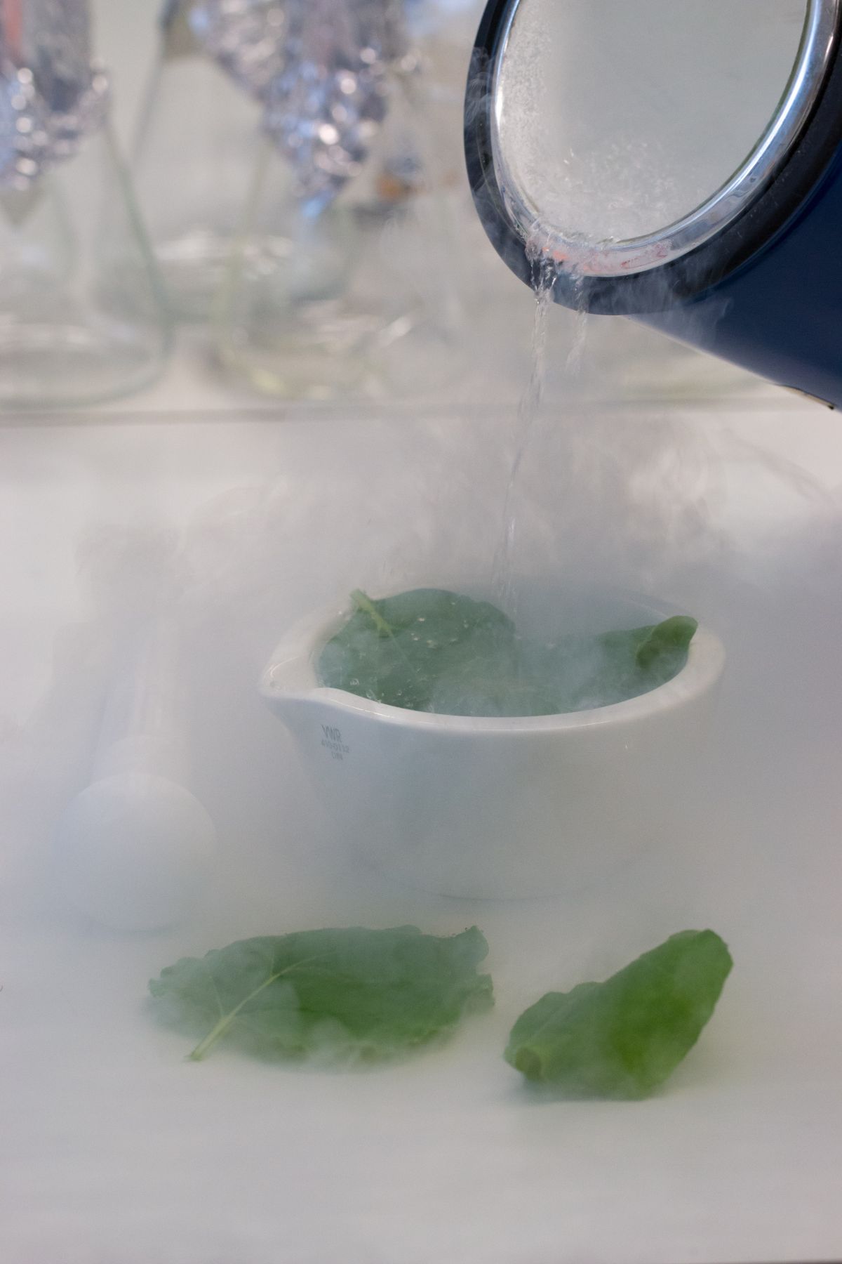 Unter anderem mithilfe der Modellpflanze Nicotiana benthamiana gelang die Aufklärung des Stoffwechselwegs des giftigen Alkaloids Gramin in Gerste. © Jakob Franke