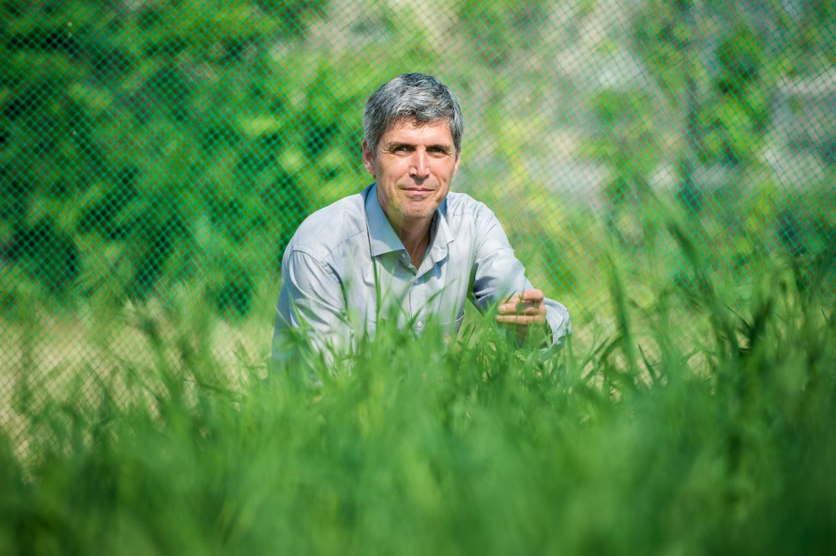 Verschiedene Wachstumsmodelle für Weizen untersuchte Prof. Dr. Frank A. Ewert vom Institut für Nutzpflanzenwissenschaften und Ressourcenschutz der Universität Bonn mit einem internationalen Forscherteam.