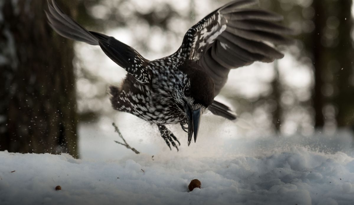 Dank seines exzellenten Gedächtnisses findet der Tannenhäher versteckte Samen im Winter sogar unter Schnee wieder. (Bildquelle: © Eike Lena Neuschulz)