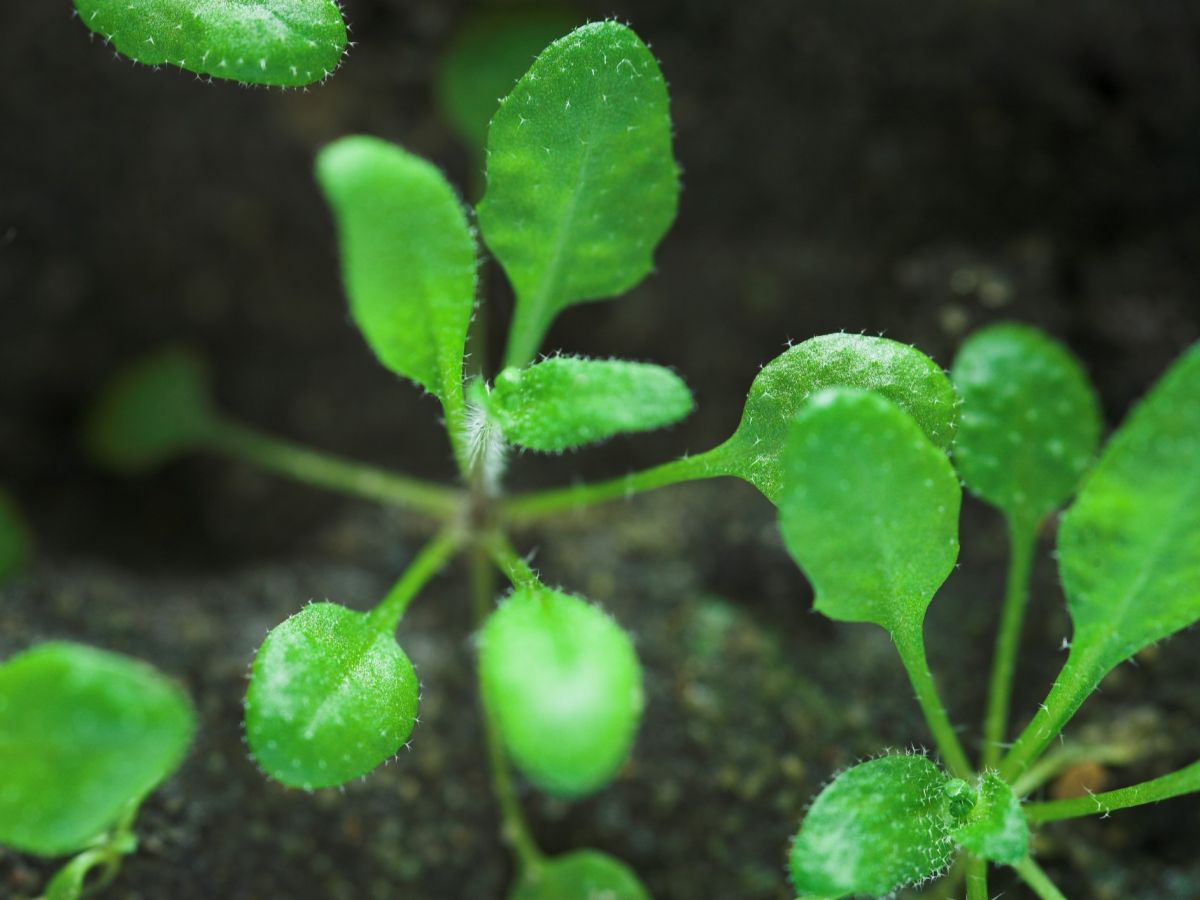 Ob die Ackerschmalwand ausreichend Chlorophyll produziert, damit sich die Blätter grün färben, hängt von einem nun erstmals beschriebenen Multiproteinkomplex im Syntheseweg der 5-Aminolevulinsäure ab.

