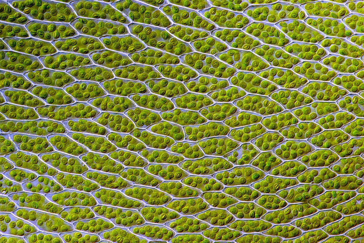 Chloroplasten, so weit das Auge reicht. Im Bild zu sehen sind die Chloroplasten des Birnmooses (Bryum). (Bildquelle: © Des_Callaghan/ Wikimedia.org/ CC BY-SA 4.0)