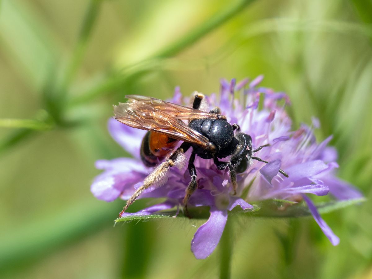 Die Knautien-Sandbiene (Andrena hattorfiana) ist eine spezialisierte Wildbiene. Die Art wird in der Roten Liste der Wildbienen Deutschlands als gefährdet eingestuft. (Bildquelle: © M. Moser)