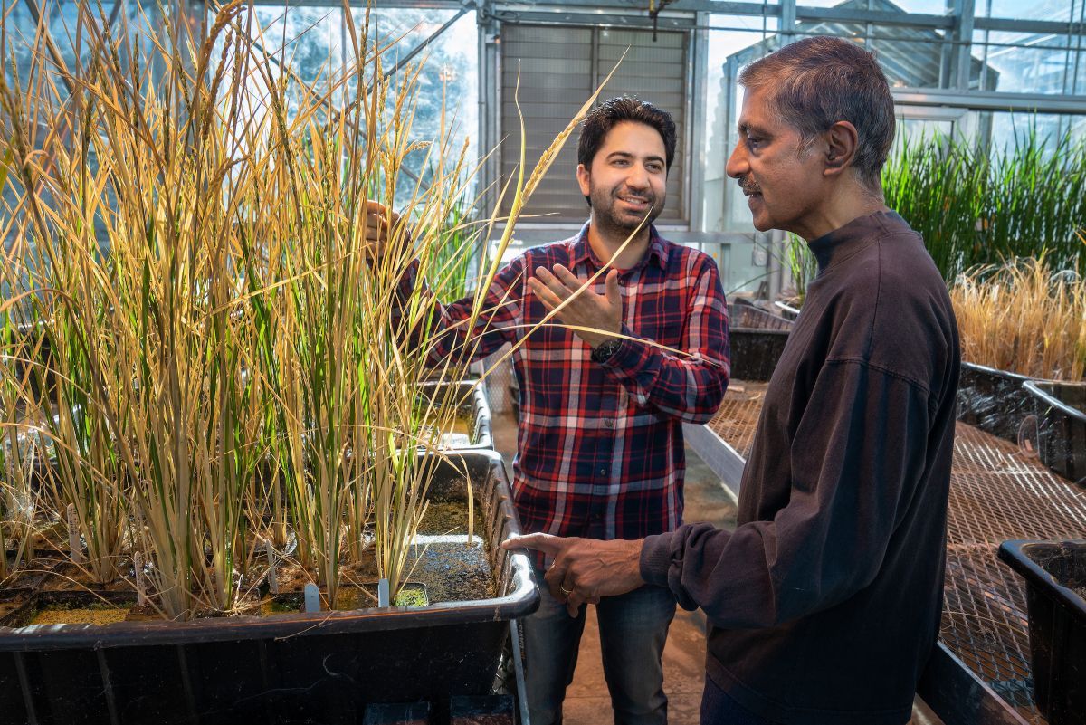 Postdoc Imtiyaz Khanday und Professor Venkatesan Sundaresan untersuchen die klonierten Reispflanzen.