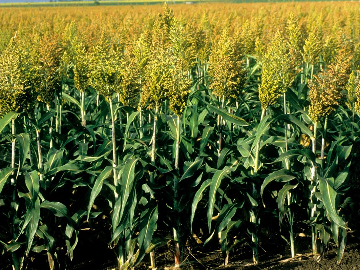 Hirse (Sorghum bicolor) ist ein wichtiges Getreide, dass aufgrund seiner Dürretoleranz in Regionen mit semiaridem Klima beliebt ist. (Bildquelle: © John Coppi/CSIRO; CC BY 3.0)