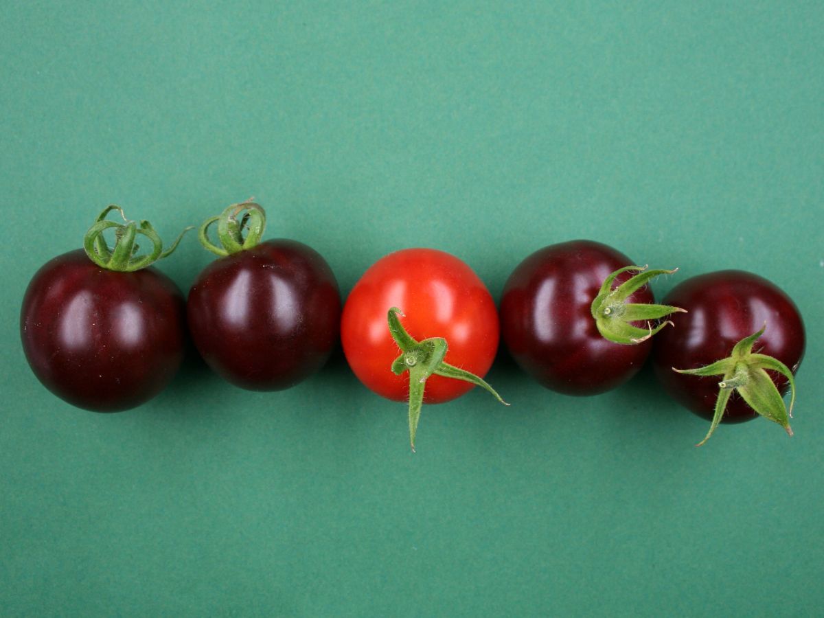 Violette Tomaten im Vergleich zu einer nicht veränderten Frucht (Mitte). (Bildquelle: © Sylvestre Marillonnet, IPB)