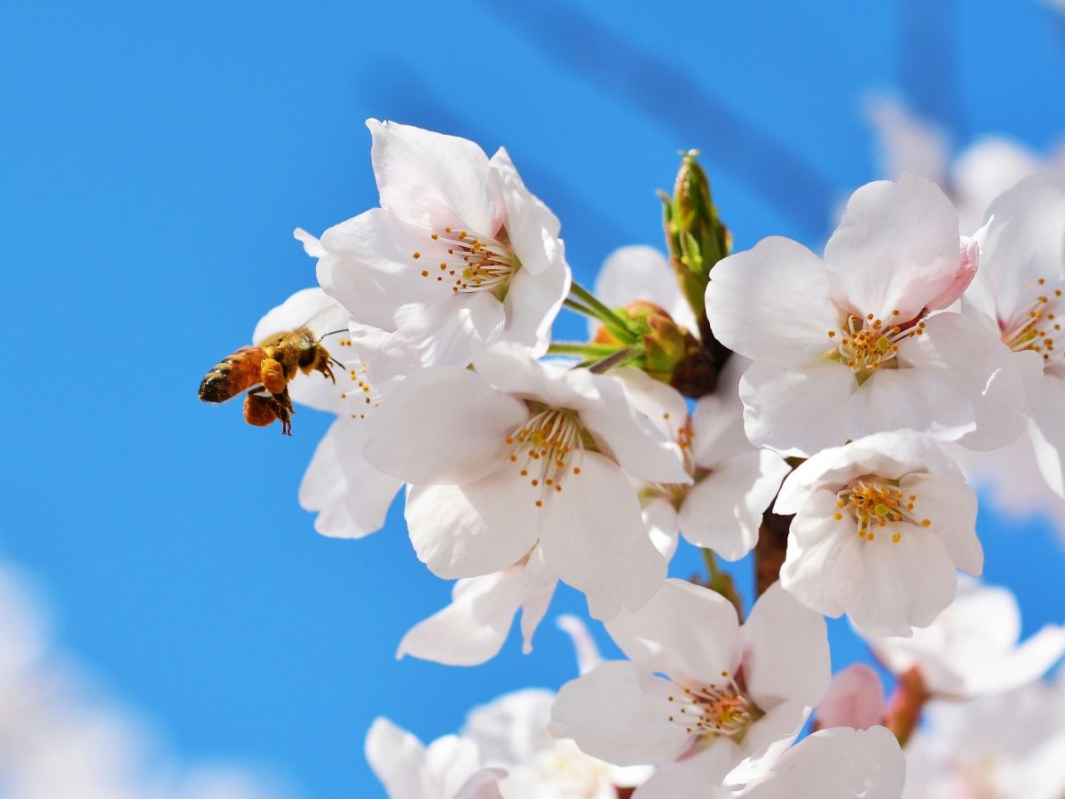Kirschblüten mit Biene: Die Anlockung von Insekten mithilfe von Blüten ist eine „Erfindung“ der Bedecktsamer.
