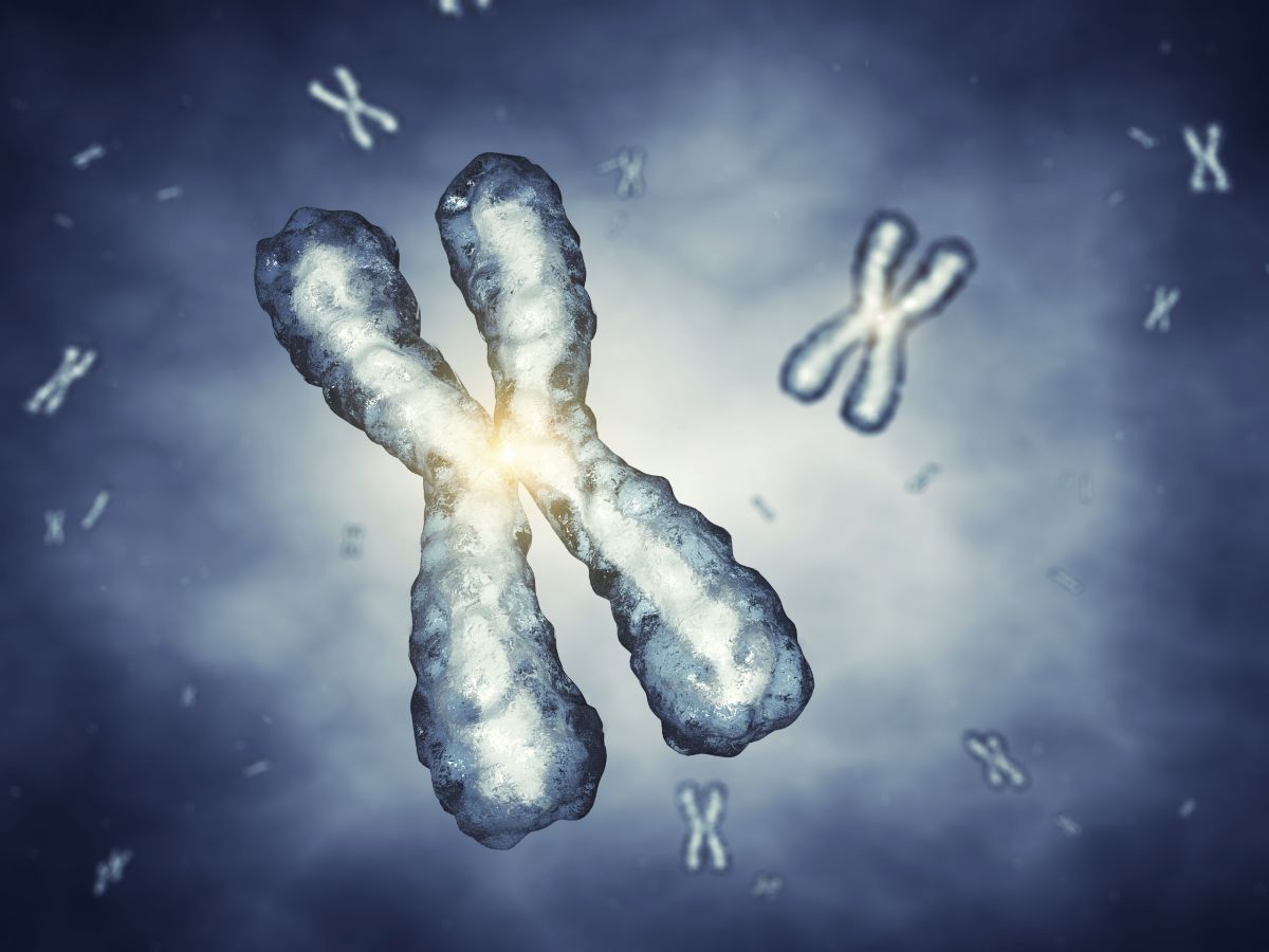 Nicht alle Chromosomenbereiche sind für die Kreuzungszüchtung zugänglich. Das will das Projekt EpiChrom ändern. (Bildquelle: © iStock.com / nobeastsofierce)