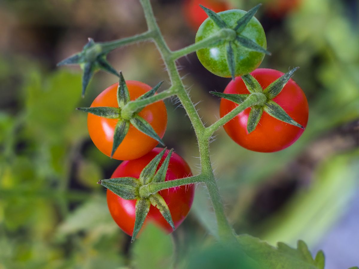 Tomaten auf natürliche Weise zu mehr Süße verhelfen? Das geht dank der Mykorrhiza-Symbiose. (Bildquelle: © Lars Nissen / Pixabay / CC0)