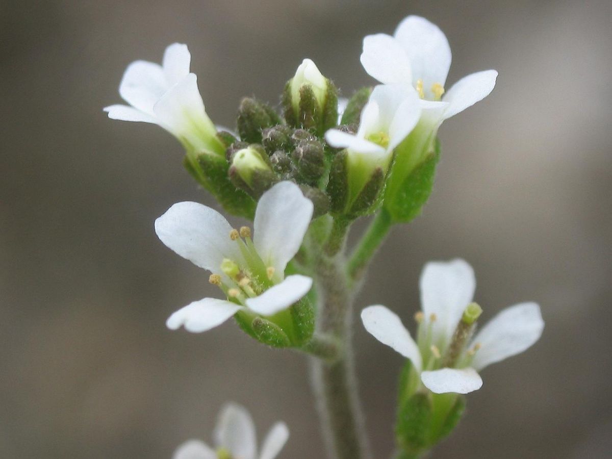 Die Acker-Schmalwand (Arabidopsis thaliana) ist ein beliebter Modellorganismus für molekurlarbiologische Untersuchungen. (Bildquelle: © Wikimedia Commons)
