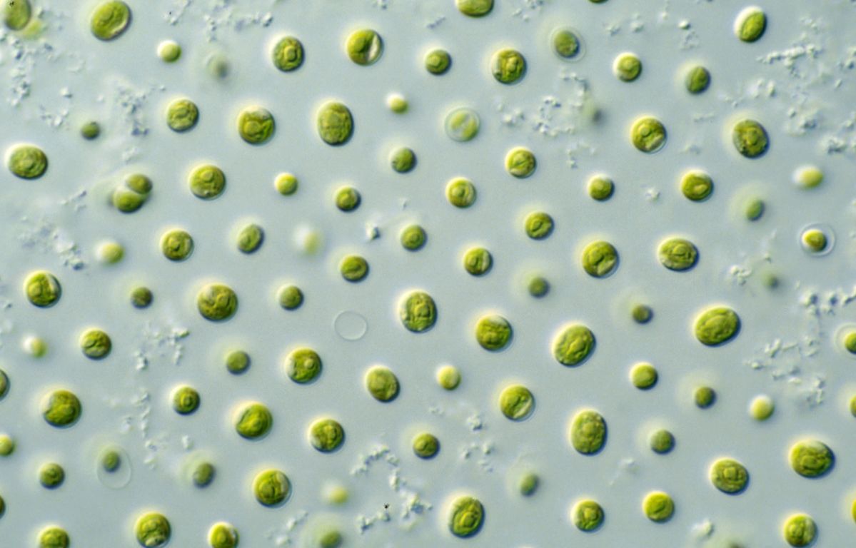 Algen der Gattung Nannochloropsis. (Bildquelle: © CSIRO/CC BY 3.0)