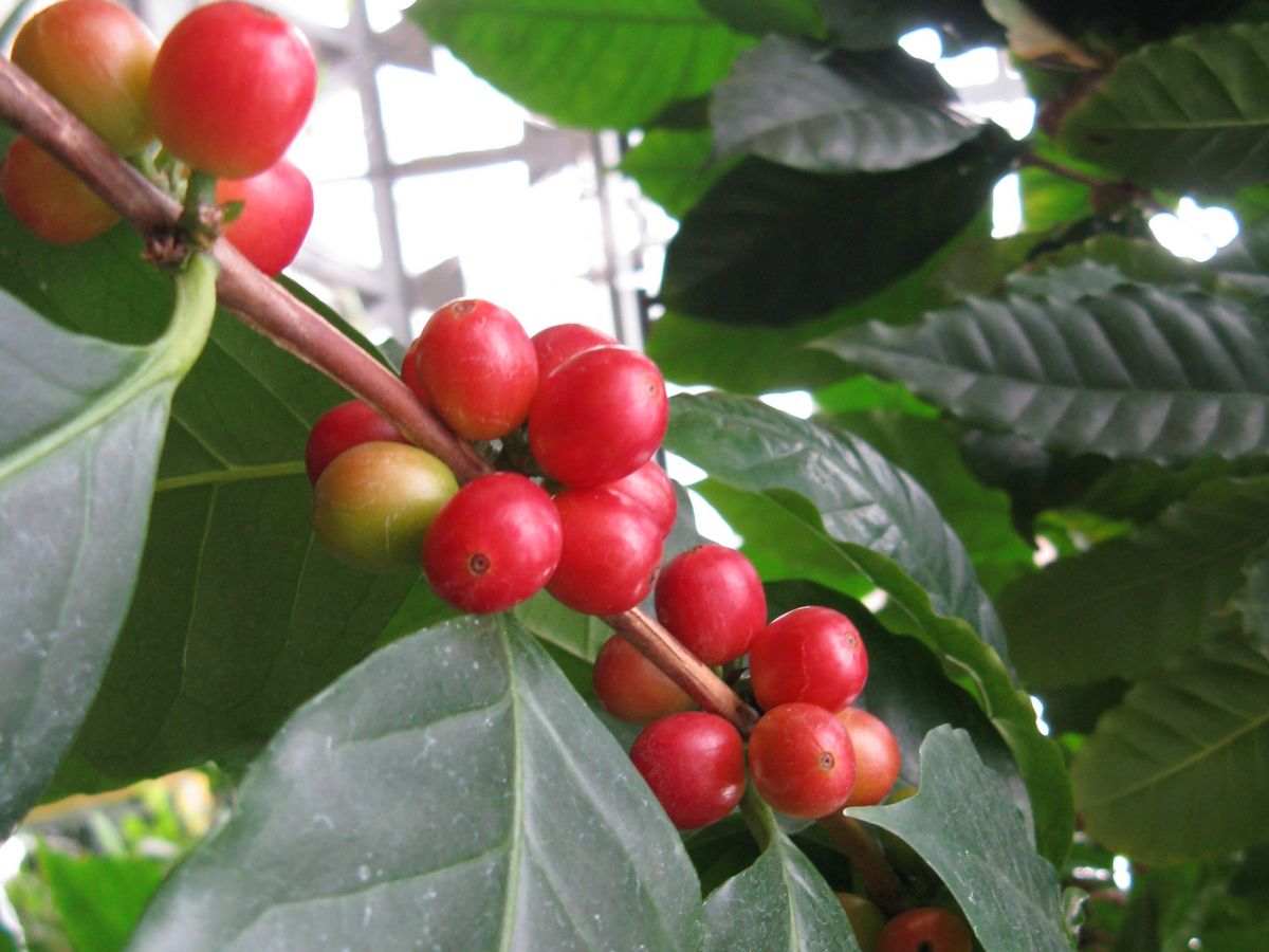 Eine Arabica-Kaffeepflanze (Coffea arabica). Der Anstieg der Durchschnittstemperaturen, die Änderung der jahreszeitlichen Verteilung der Niederschläge und Extremwetterereignisse machen es den Kaffeebauern zunehmend schwer.
