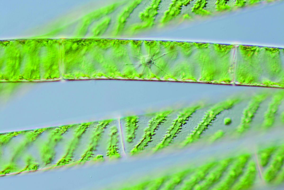 Die einfache, filamentöse Alge Spirogyra gehört zur Gruppe der Zieralgen. Der Chloroplast ist spiralförmig aufgewunden, weswegen sie auch als Schraubenalge bezeichnet wird. 