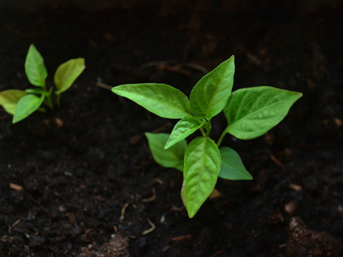 Gesunde Pflanzen sind unsere Lebensgrundlage. (Bildquelle: © Crea Park / Pixabay)