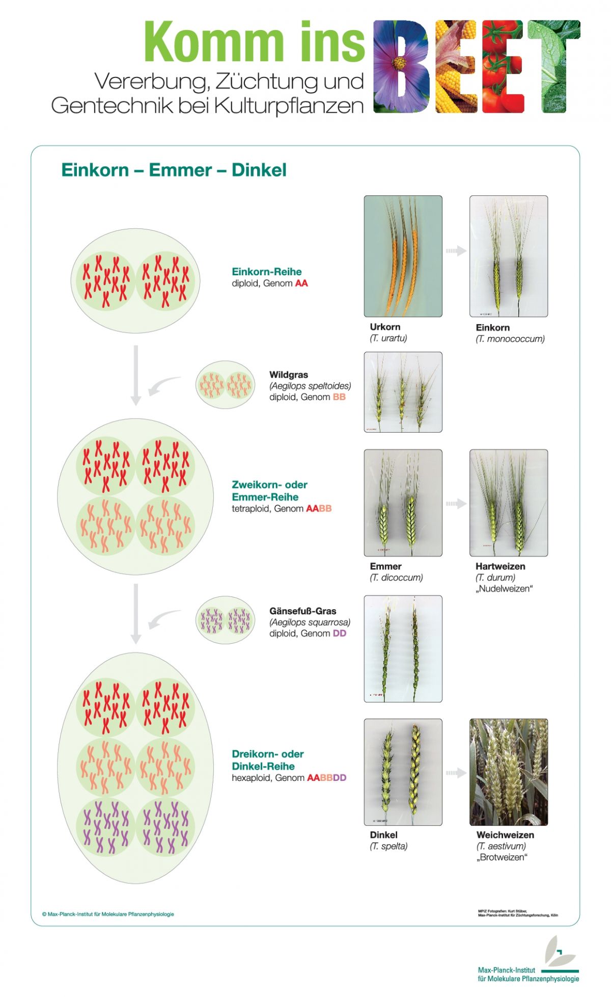 Die Evolution des Weizen: Hier wird deutlich, wie sich unser moderner Saatweizen entwickelt hat. Das Poster kann hier heruntergeladen werden: Komm ins Beet-Poster
