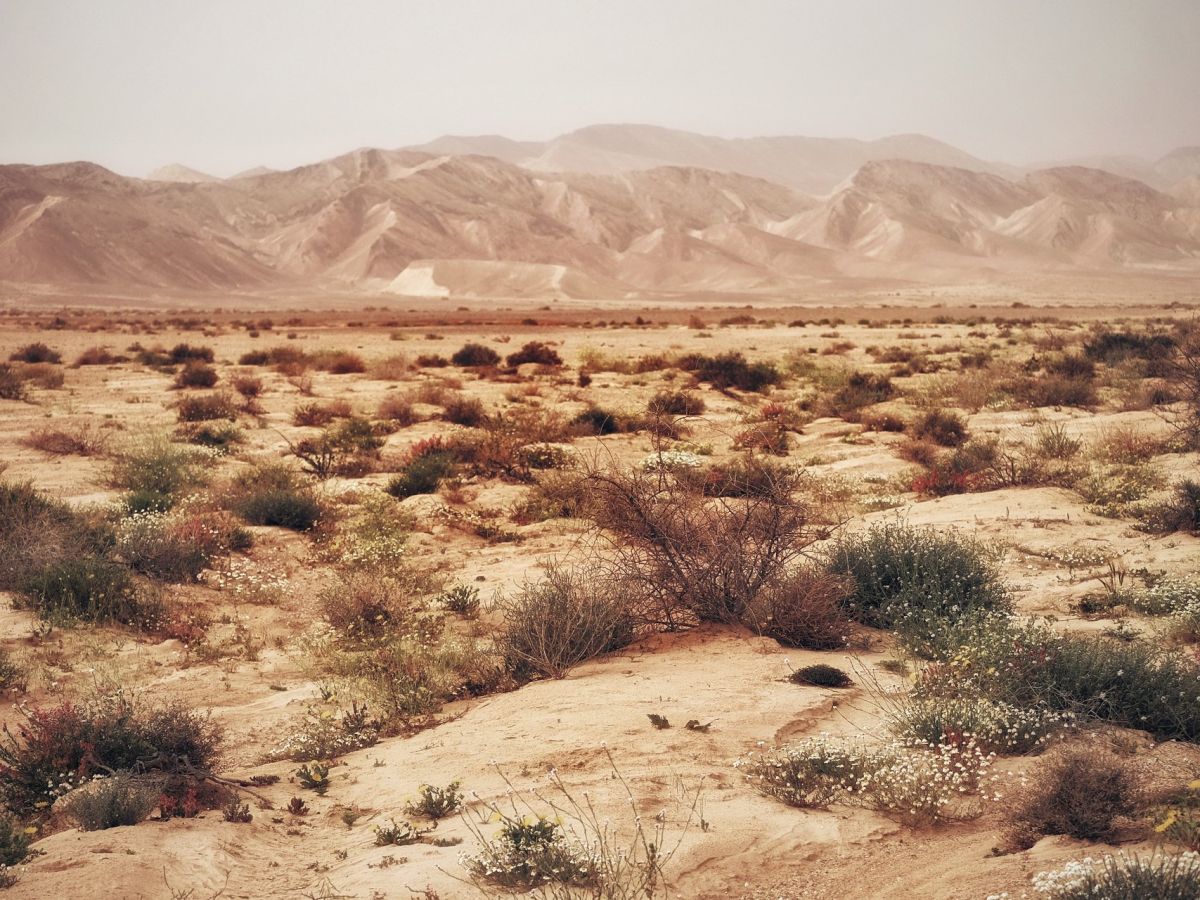 Die Wüste als Problemlöser: Hilfreiche Wurzelbakterien unterstützen Wüstenpflanzen bei Trockenstress und können auch Nutzpflanzen helfen. (Bildquelle: © TranThangNhat / Pixabay)