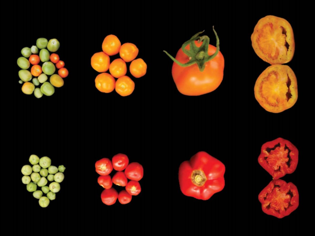 Der Vergleich von Wildtyp (unten) und LCYB-exprimierenden Tomatenfrüchten (oben) zeigt, dass die LCYB-exprimierenden Früchte größer sind und sich auch im Fruchtfleisch der Tomaten unterscheiden.
