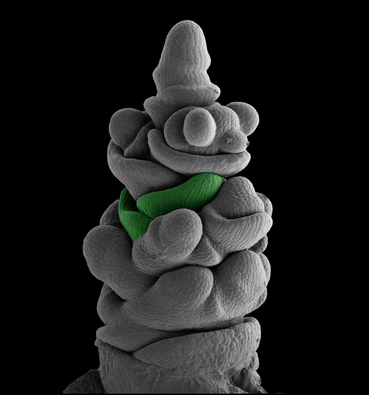 Frühes Entwicklungsstadium der Ähre in einer untersuchten Gersten-Mutante. Grün markiert ist das Meristem der Hüllspelze, das ein endständiges Blütchen umschließt.
