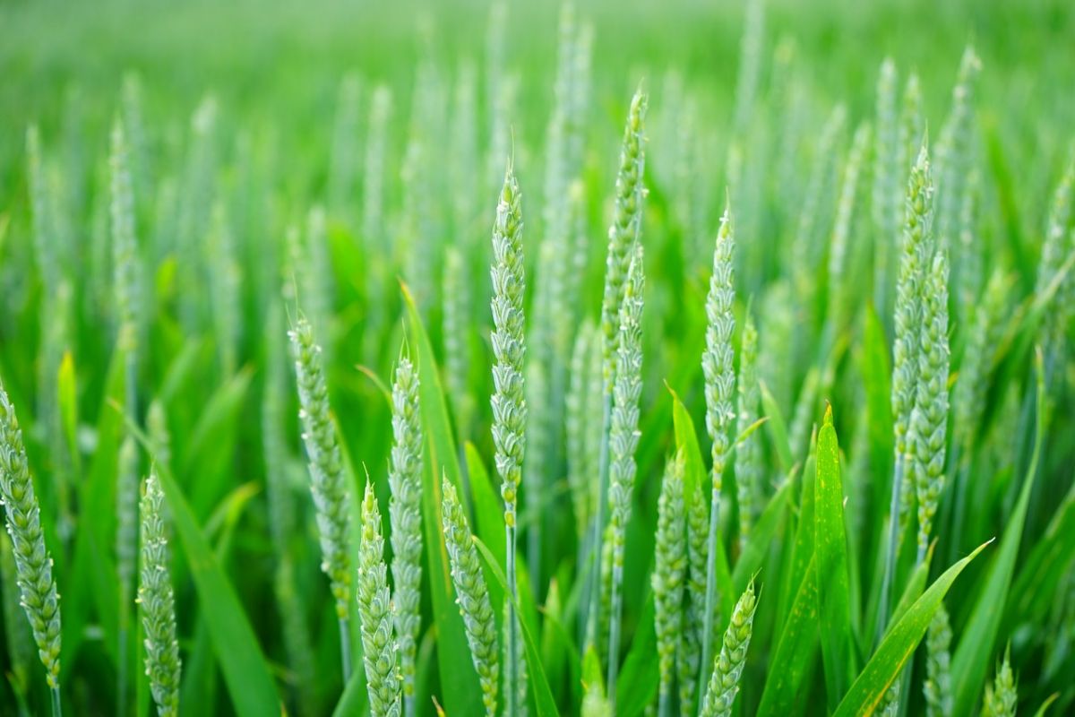 Gesunde Weizenähren sind im unreifen Zustand grün. Eine Infektion mit dem Pilz Pyricularia oryzae lässt die Weizenähren erbleichen und deformiert die Körner. (Bildquelle: © Hans/pixabay/CC0)