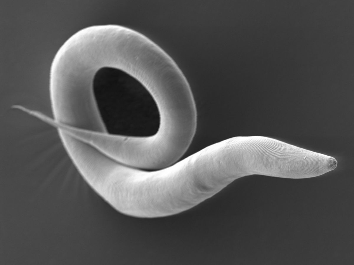 Fadenwürmer können zu erheblichen Ernteeinbußen führen. Wissenschaftler konnten nun zeigen, dass die unscheinbaren Tiere bevorzugt Nacktschnecken als Transportmittel benutzen. (Bildquelle: © Antje Thomas, Hinrich Schulenburg, Kiel University)