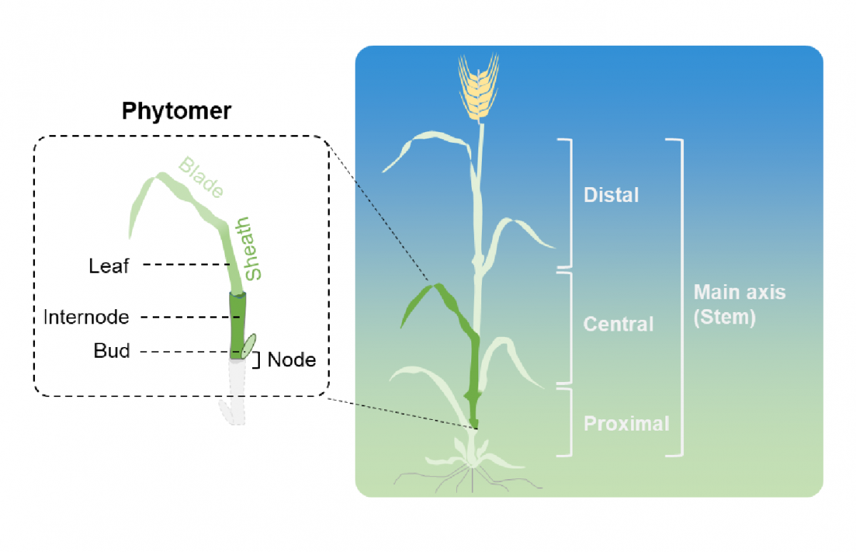Ein Phytomer (links) von der Hauptkörperachse eines vegetativen Halms bei Gerste (gezeichnet nach Forster et al., Ann Bot. 2007). Rechts ein Haupthalm von Gerste, der in drei Zonen unterteilt werden kann (distal, zentral und proximal). Die bodennahen Internodien werden anders reguliert als bodenferne Internodien.

