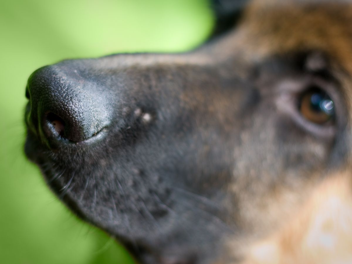 Speziell trainierte Hunde können bakterielle Krankheitserreger erschnüffeln. (Bildquelle: © iStock.com/straga)