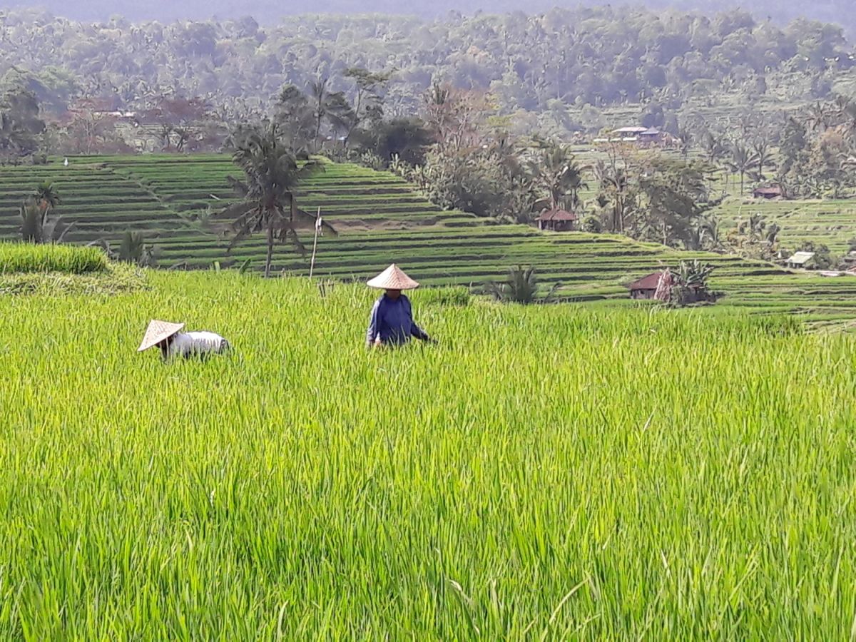 Reisanbau in Indonesien: Arme Menschen ernähren sich oft vorwiegend von Grundnahrungsmitteln.
