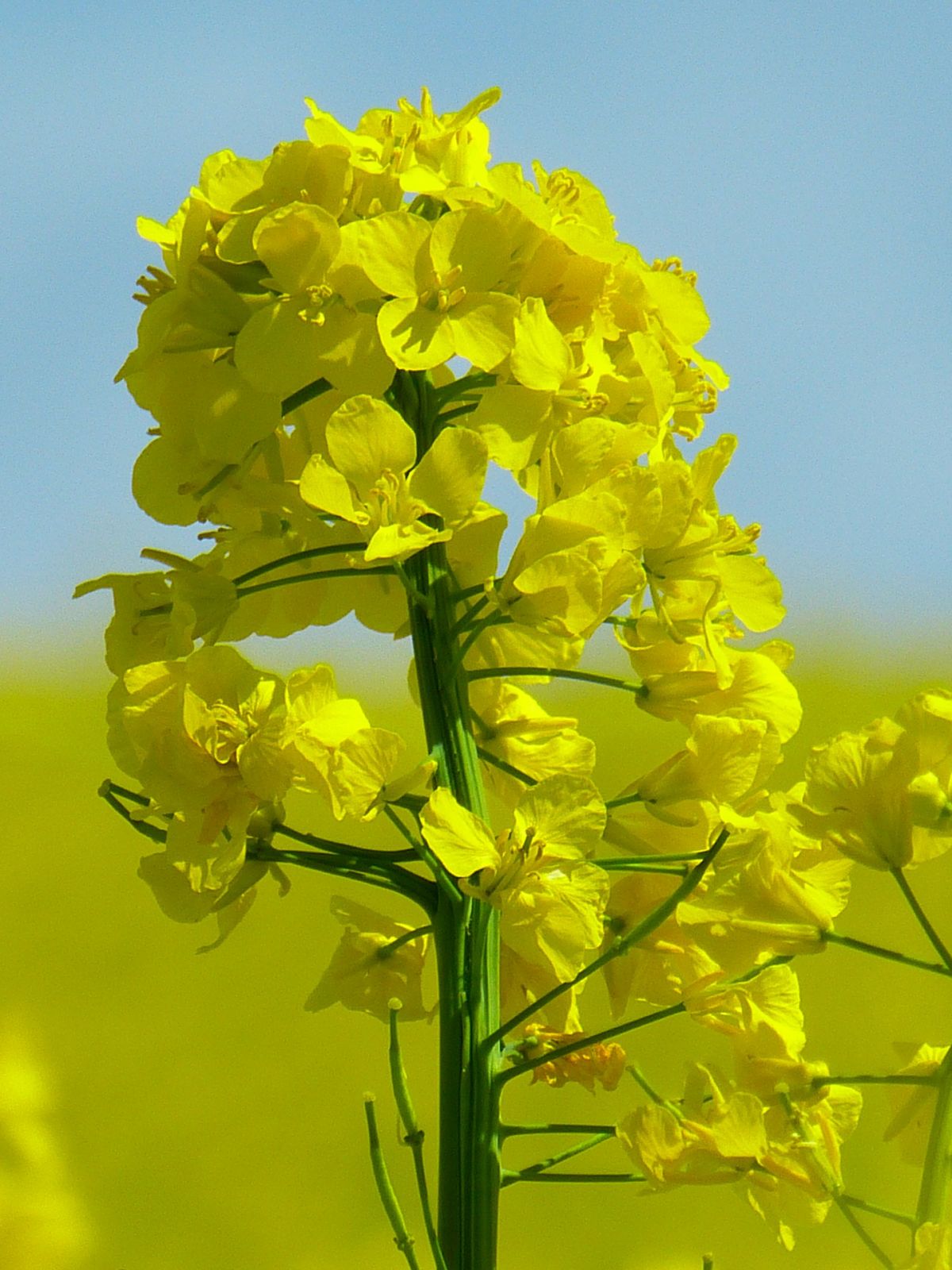 Brassinosteroide finden sich vor allem in Samen und Pollen. Erstmals isoliert wurden sie aus Raps(Brassica Napus).
