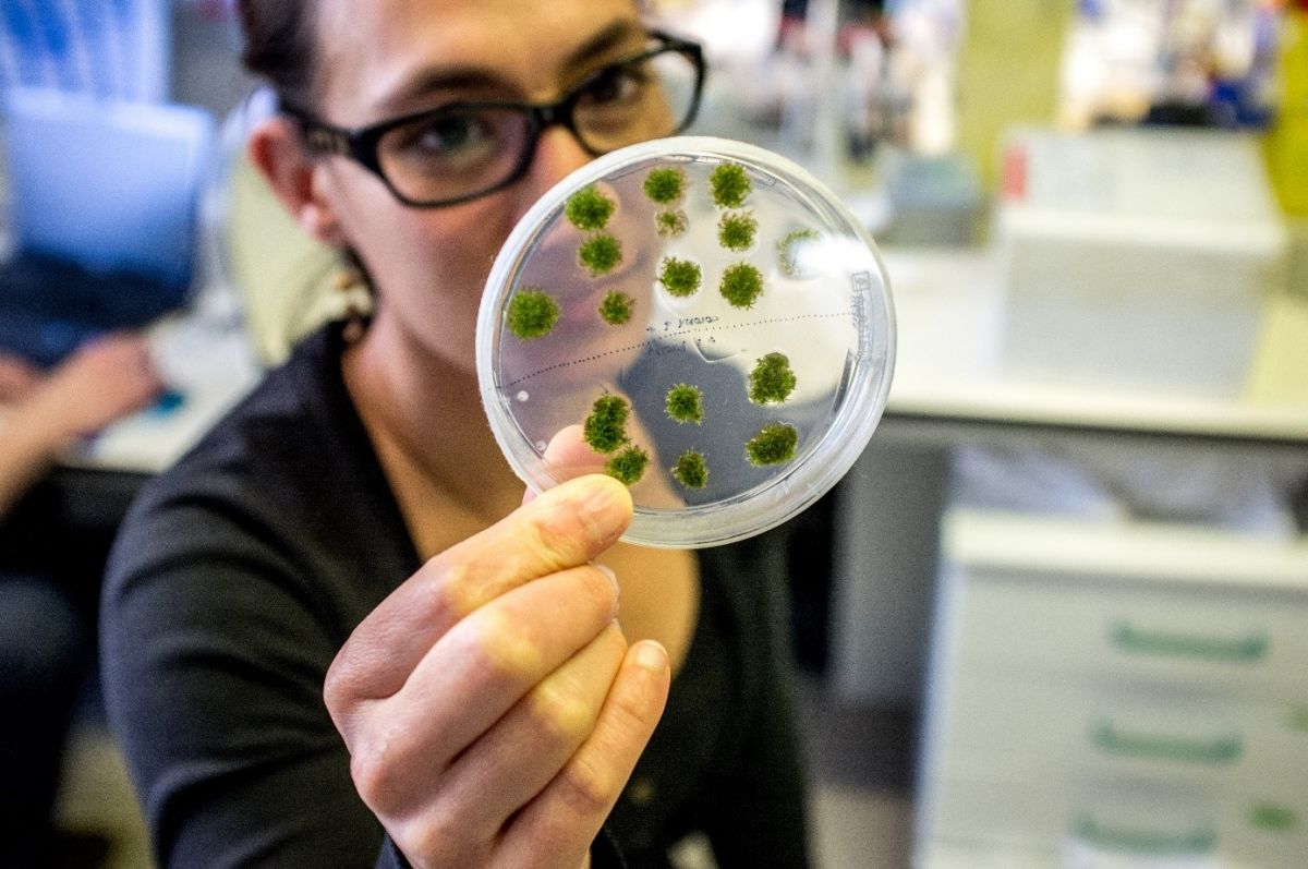 So wachsen Mooskolonien unter Laborbedingungen. Das unscheinbare Gewächs eignet sich hervorragend für evolutionsbiologische Vergleichsstudien von Pflanzen. (Bildquelle: © Roberto Keller, IGC)