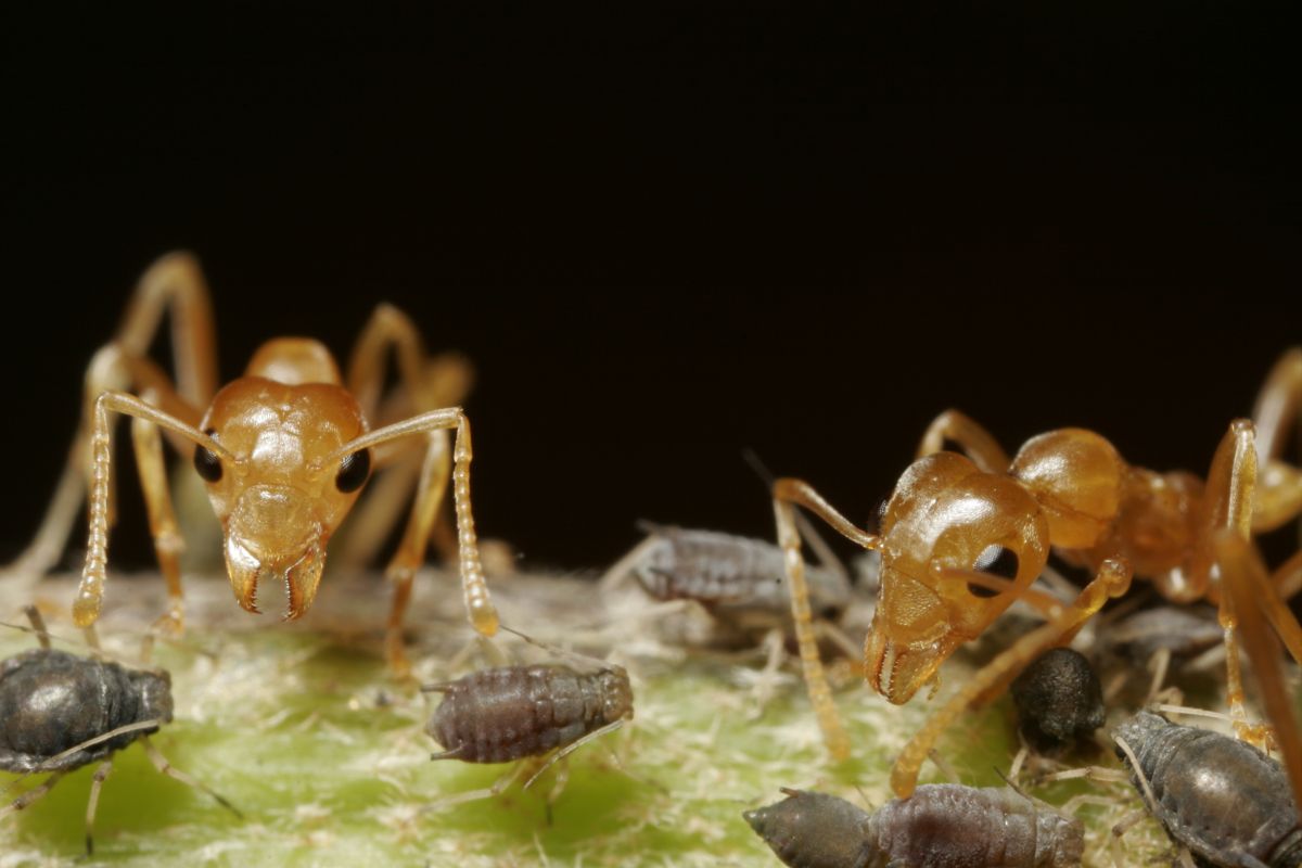 Weberameisen in Aktion: Wenn sie auf ihren Wirtspflanzen umherwandern, essen sie andere Insekten. Das hat einen doppelten Vorteil für die Wirte. Denn sie sind nicht nur vor Fraßfeinden geschützt, die Ameisen lassen auch nährstoffreiche Exkremente zurück, die die Pflanzen direkt aufnehmen können.
