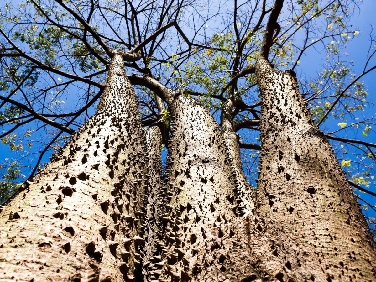 Der Sandbüchsenbaum zählt zu den gefährlichsten Pflanzen der Welt: Hochgiftig, stachlig und „schussbereit“. (Bildquelle: © iStock.com/William Rodrigues dos Santos)
