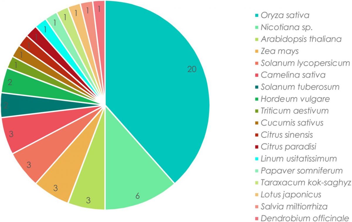 Das Kreisdiagramm zeigt die Zahl der Publikationen pro Pflanzenart innerhalb der 52 untersuchten Studien. 