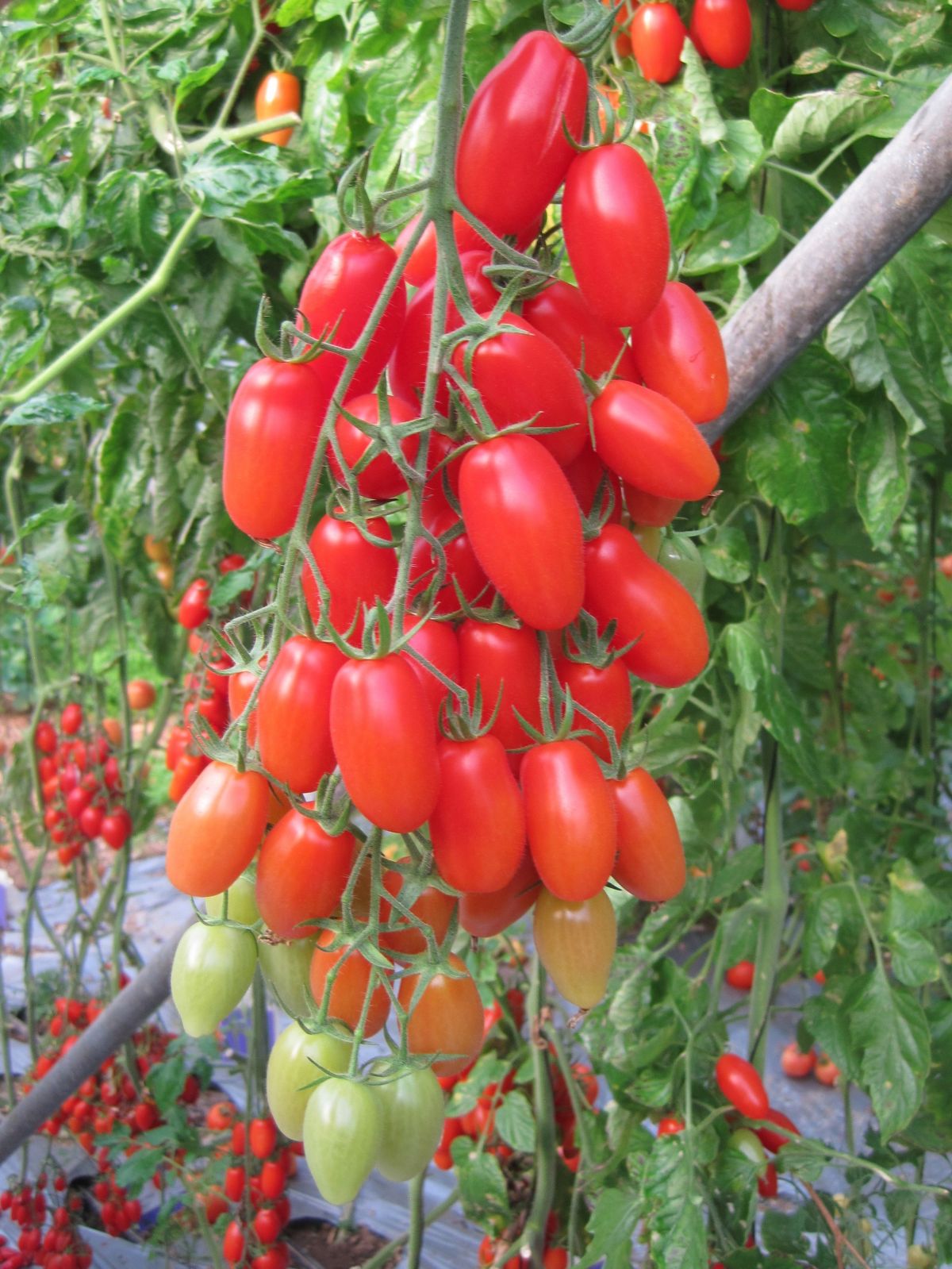 Dieses Foto zeigt das Ergebnis des Forschungsteams: Die Tomatenpflanze hat schwach verzweigte Blütenstände, die mehr Früchte ausbilden.