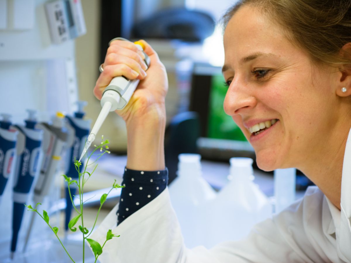 Désirée Bienert transformiert die Samenpflanze Arabidopsis thaliana mit Kanalprotein-Genen aus dem Moos Physcomitrella patens. (Bildquelle: © Julie Himpe/IPK Gatersleben)