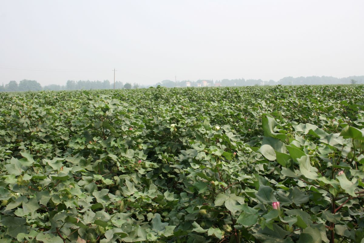 Baumwollfeld im Flussdelta des Yangtses in China. Hier wird bereits Saatgut genutzt, das sowohl Bt-Baumwollsamen als auch konventionelle Baumwollsamen in einem bestimmten Verhältnis enthält. Ziel dieser Maßnahme ist es, die Ausbreitung resistenter Insekten zu verhindern.