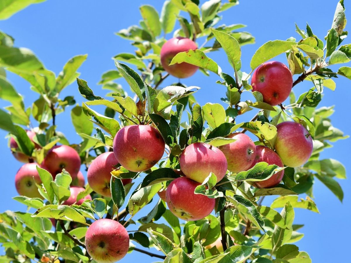 Der Klimawandel trifft auch den Obstbau. Spätfröste, Pilzkrankheiten und Schädlinge nehmen zu. (Bildquelle: © Pixabay)