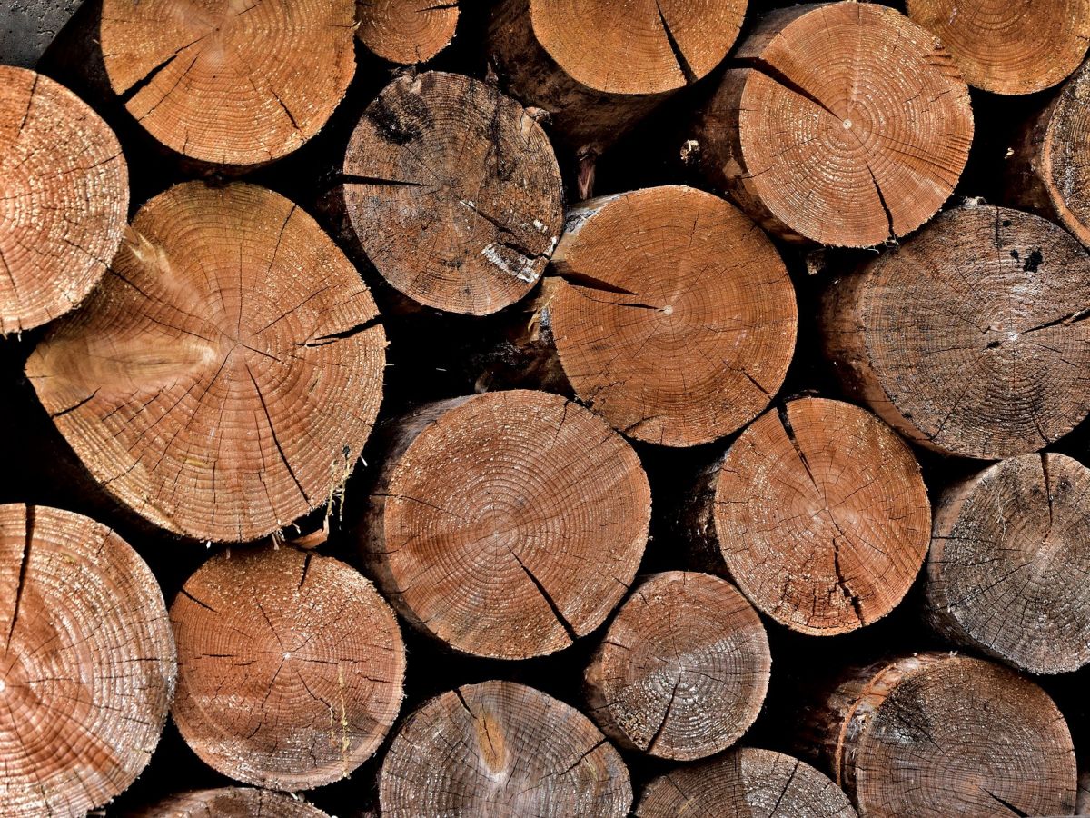 Holz ist ein nachwachsender Rohstoff. Bäume speichern in ihrer Lebensspanne viel CO2, das bei Verwendung als Bauholz noch viele Jahrzehnte gebunden bleibt.
