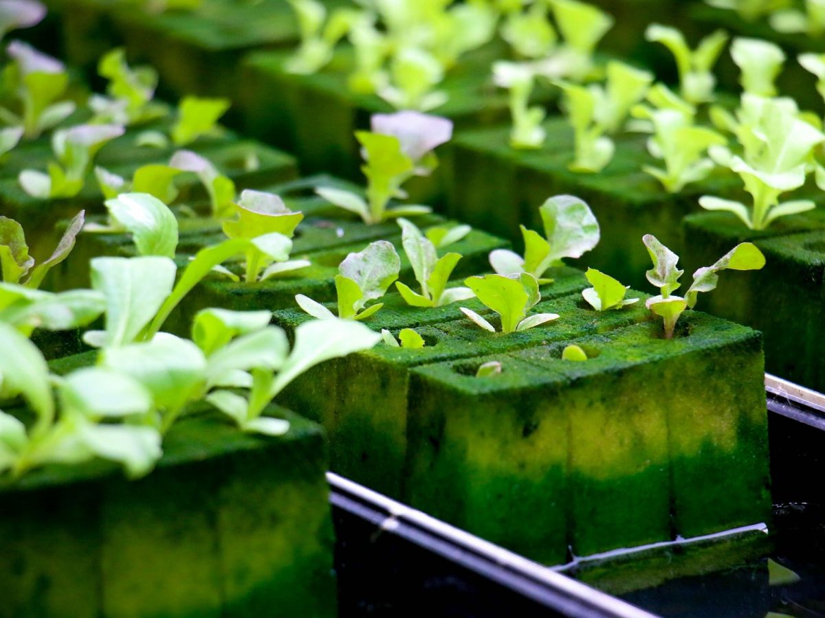 Hydroponische Anbausysteme könnten künftig ein nachhaltiges Nährsubstrat nutzen, das auch noch Mikronährstoffe an die Pflanzen liefert. (Bildquelle: © iamareri / Pixabay)