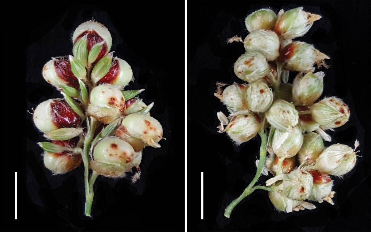 Das linke Bild zeigt Körner einer normalen Sorghum-Pflanze und sterile Blütchen (grün), die normalerweise keinen Kornansatz haben. Auf dem rechten Bild sieht man, wie sich die Kornanzahl in der Pflanze ohne MSD2-Gen erhöht hat, weil jetzt sämtliche Blütchen Körner ansetzen können. Sterile Blütchen kommen hier nicht mehr vor.
