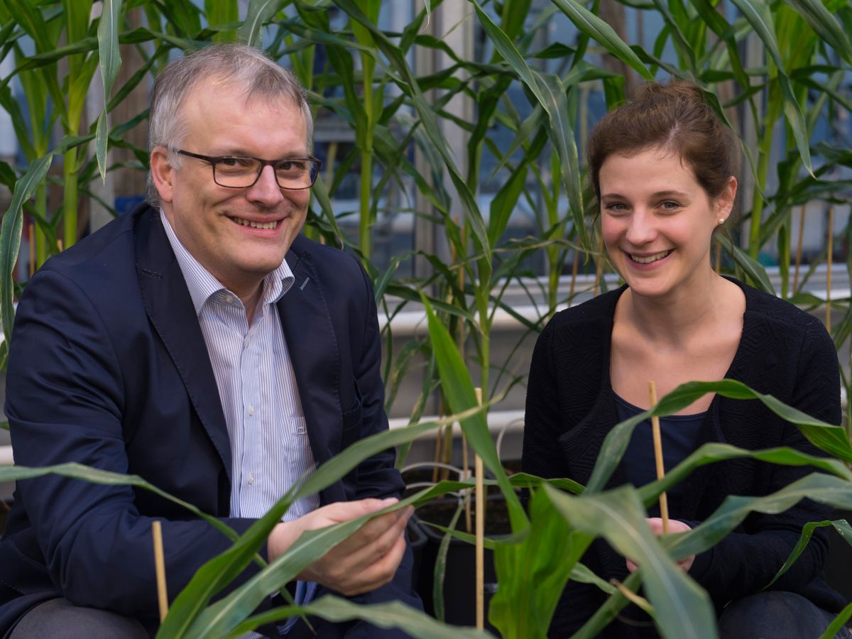 Erforschen die Gene von Maispflanzen: Prof. Dr. Frank Hochholdinger und Jutta Baldauf vom Institut für Nutzpflanzenwissenschaften und Ressourcenschutz (INRES) der Universität Bonn im Gewächshaus. (Bildquelle: © Barbara Frommann/Uni Bonn)