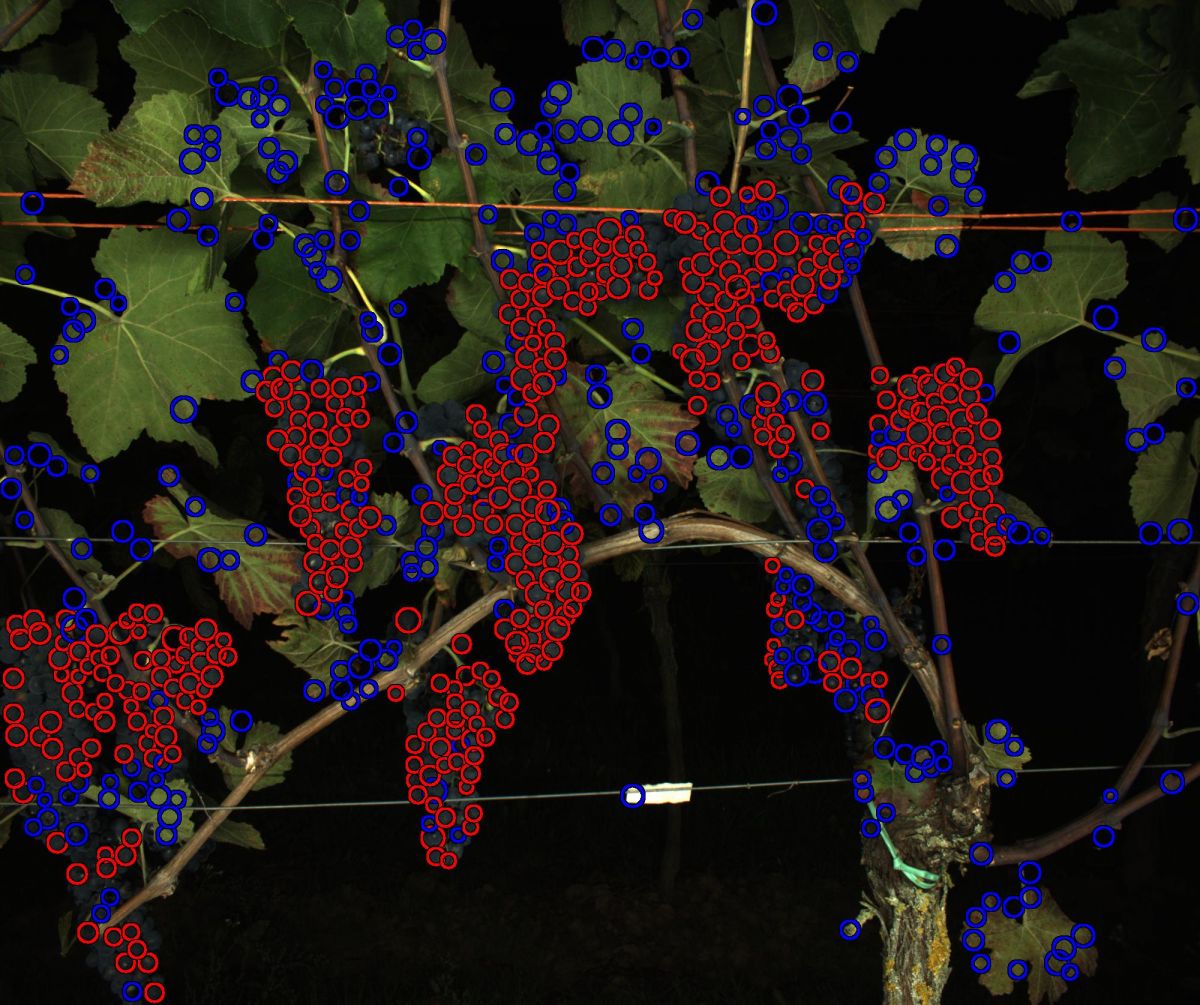 Beispiel einer Auswertung eines vom PHENObot gemachten Bildes: Das Programm detektiert zunächst runde Strukturen im Bild und entscheidet anschließen, welche Kreise tatsächlich Beeren sind und welche nicht. „Wahre Beeren“ werden dann, rot dargestellt.
