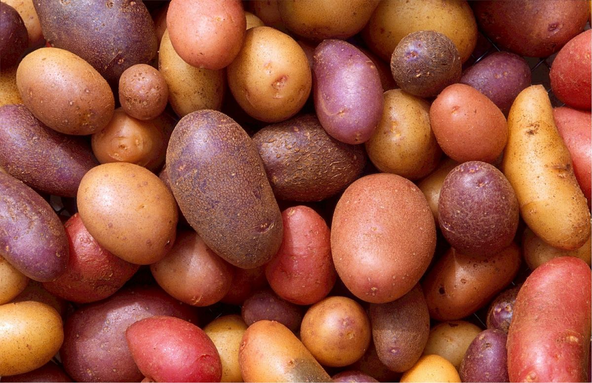 Kartoffeln gibt es in enormer Vielfalt. (Bildquelle: © Pixabay; CC0)