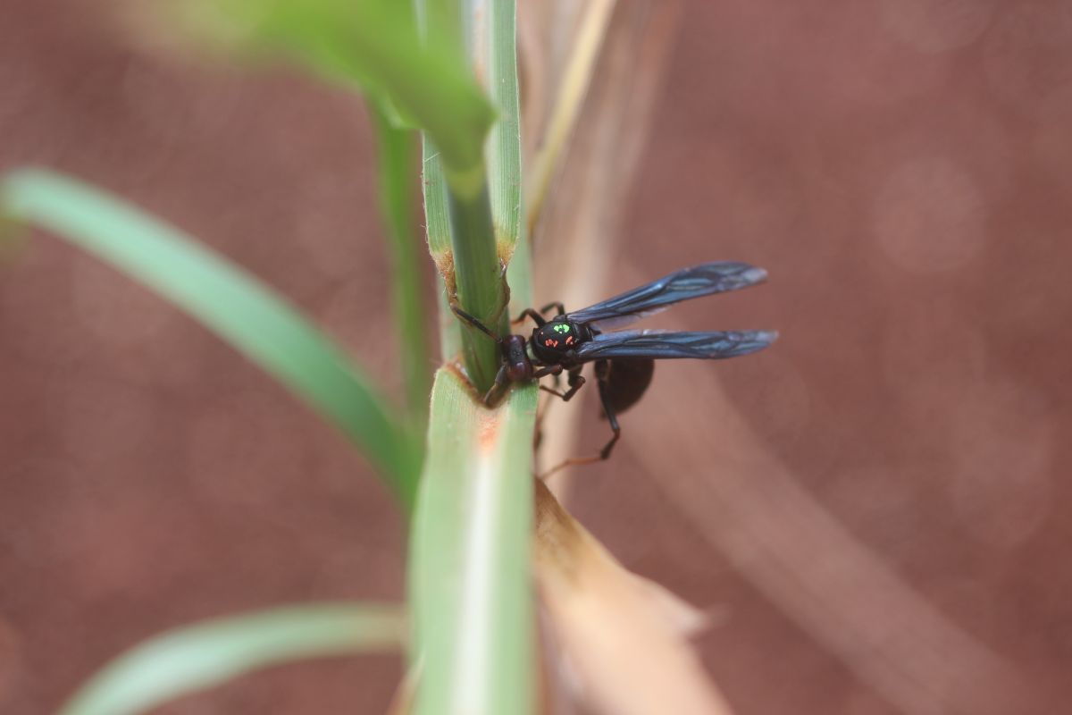 Ihre wichtigste Rolle haben Wespen als Räuber von Schadinsekten. Hier zu sehen: Eine Feldwespe (Polistes satan), die gerade eine pflanzenfressende Raupe jagt.
