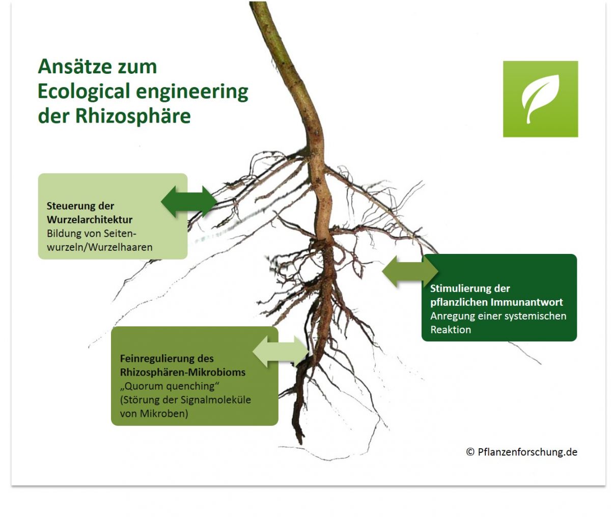 Übersicht einiger wichtiger Ansätze zum „Ecological engineering“ der Rhizosphäre, um das Pflanzenwachstum zu fördern. (Grafik: © Pflanzenforschung.de)