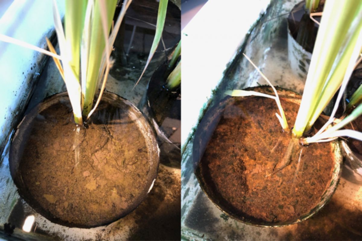 Reispflanzen ohne Kabelbakterien (links) und mit Kabelbakterien (rechts). An der orangefarbenen Rostkruste auf dem Boden ist zu erkennen, dass die Bakterien aktiv sind. Sie lösen schwarzes Eisensulfid im Boden auf und wandeln das Sulfid in Sulfat um, während das Eisen an die Oberfläche wandert und Rost bildet, wenn es mit Sauerstoff in Kontakt kommt.
