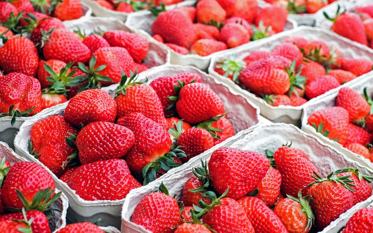 Mykorrhizen steigern den Nährstoffgehalt von Erdbeeren. Aber gilt das auch noch für verarbeitete Früchte?