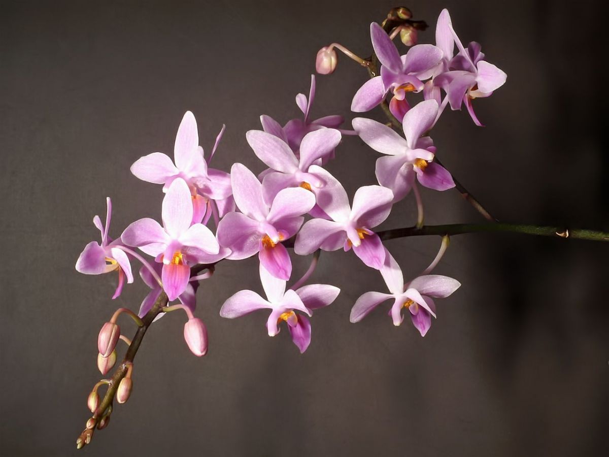 Das Genom der Nachtfalter-Orchidee liefert neue Einblicke in eine der faszinierendsten Pflanzenfamilien. (Bildquelle: © Orchi/wikimedia.org; CC BY-SA 3.0)