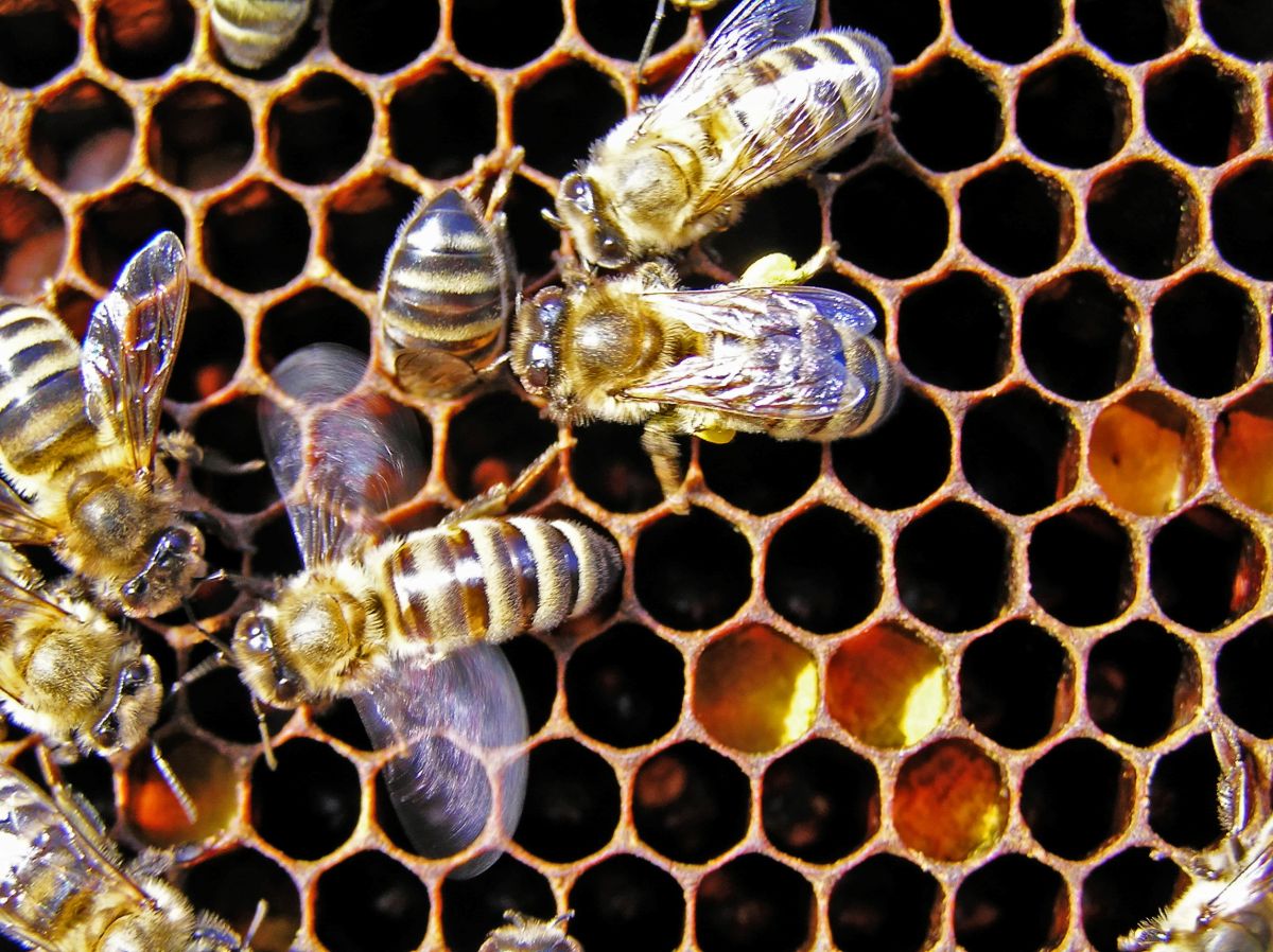 Honigbienen sammeln Nektar und Pollen. Haben Sie eine gute Futterquelle gefunden, dann geben sie diese Information mittels eines Tanzes an die anderen Sammelbienen ihres Bienenstocks weiter. (Bildquelle: © Andrey Davidenko/Hemera/Thinkstock)