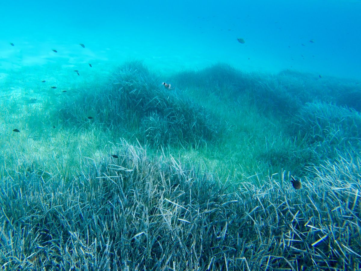 Auch unter Wasser: Seegraswiesen sind wertvolle Ökosysteme.
